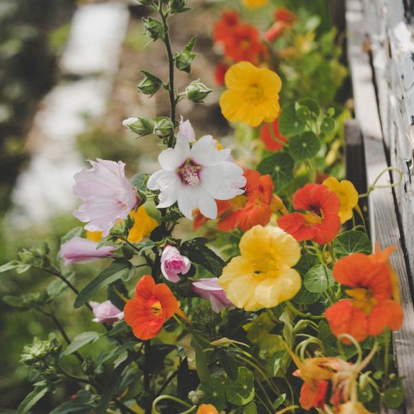 Duftender Kräutergarten